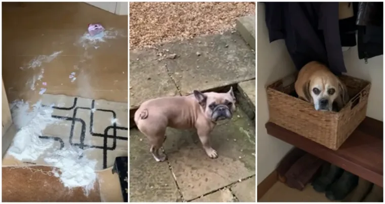 Ostavili pse na pet minuta, a oni uni&scaron;tili sve pred sobom: Njihove 'nevine' face su čisti urnebes