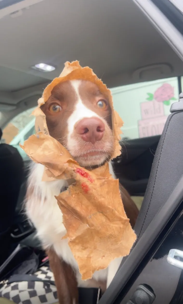 Ostavili pse na pet minuta, a oni uni&scaron;tili sve pred sobom: Njihove 'nevine' face su čisti urnebes