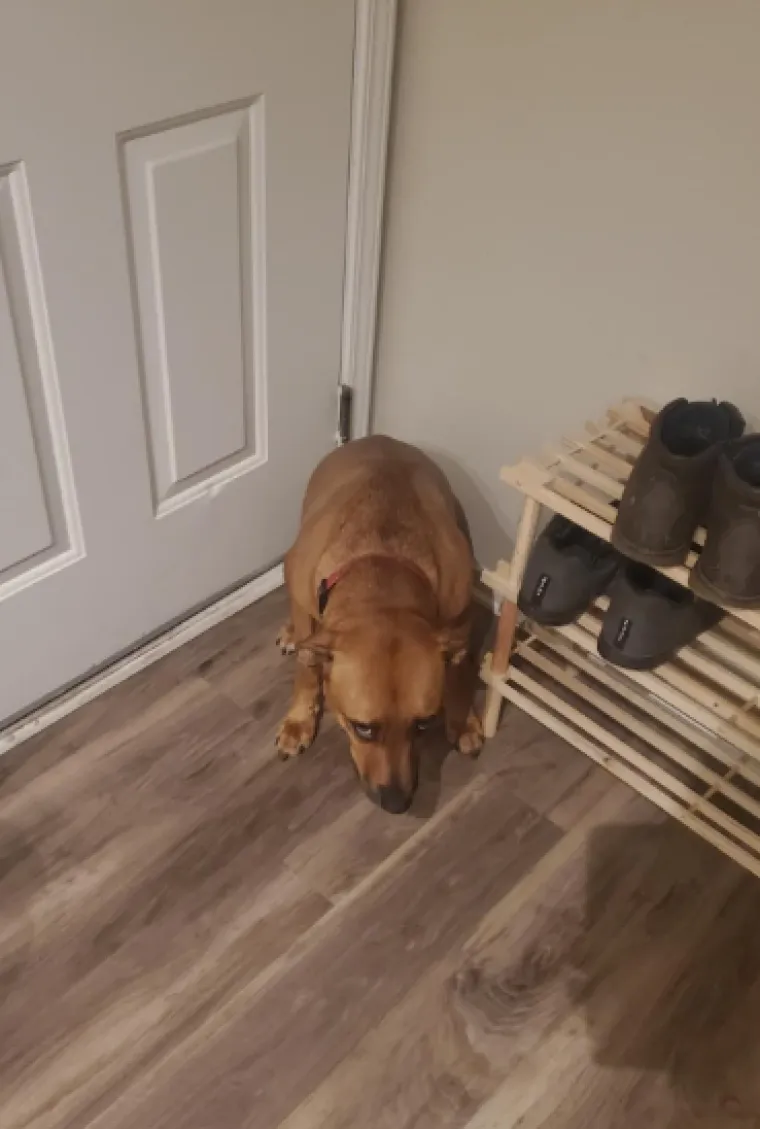 Ostavili pse na pet minuta, a oni uni&scaron;tili sve pred sobom: Njihove 'nevine' face su čisti urnebes