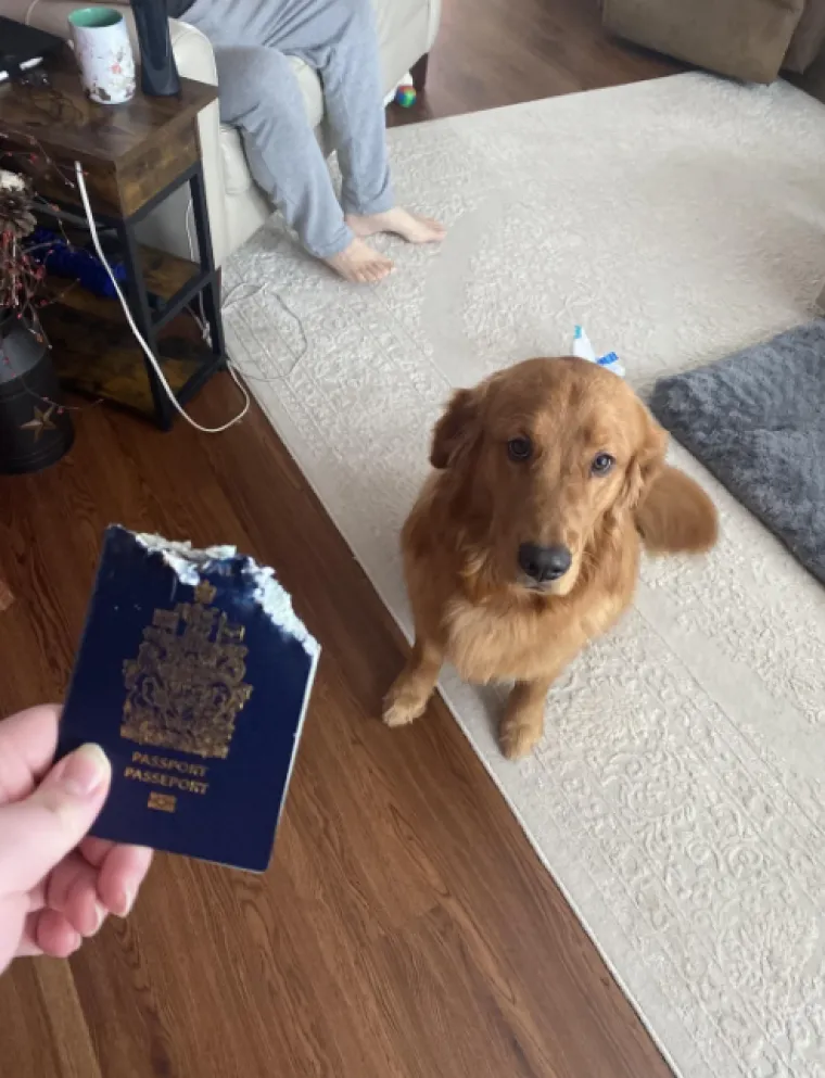 Ostavili pse na pet minuta, a oni uni&scaron;tili sve pred sobom: Njihove 'nevine' face su čisti urnebes