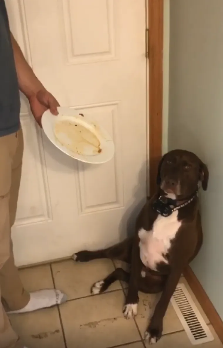 Ostavili pse na pet minuta, a oni uni&scaron;tili sve pred sobom: Njihove 'nevine' face su čisti urnebes