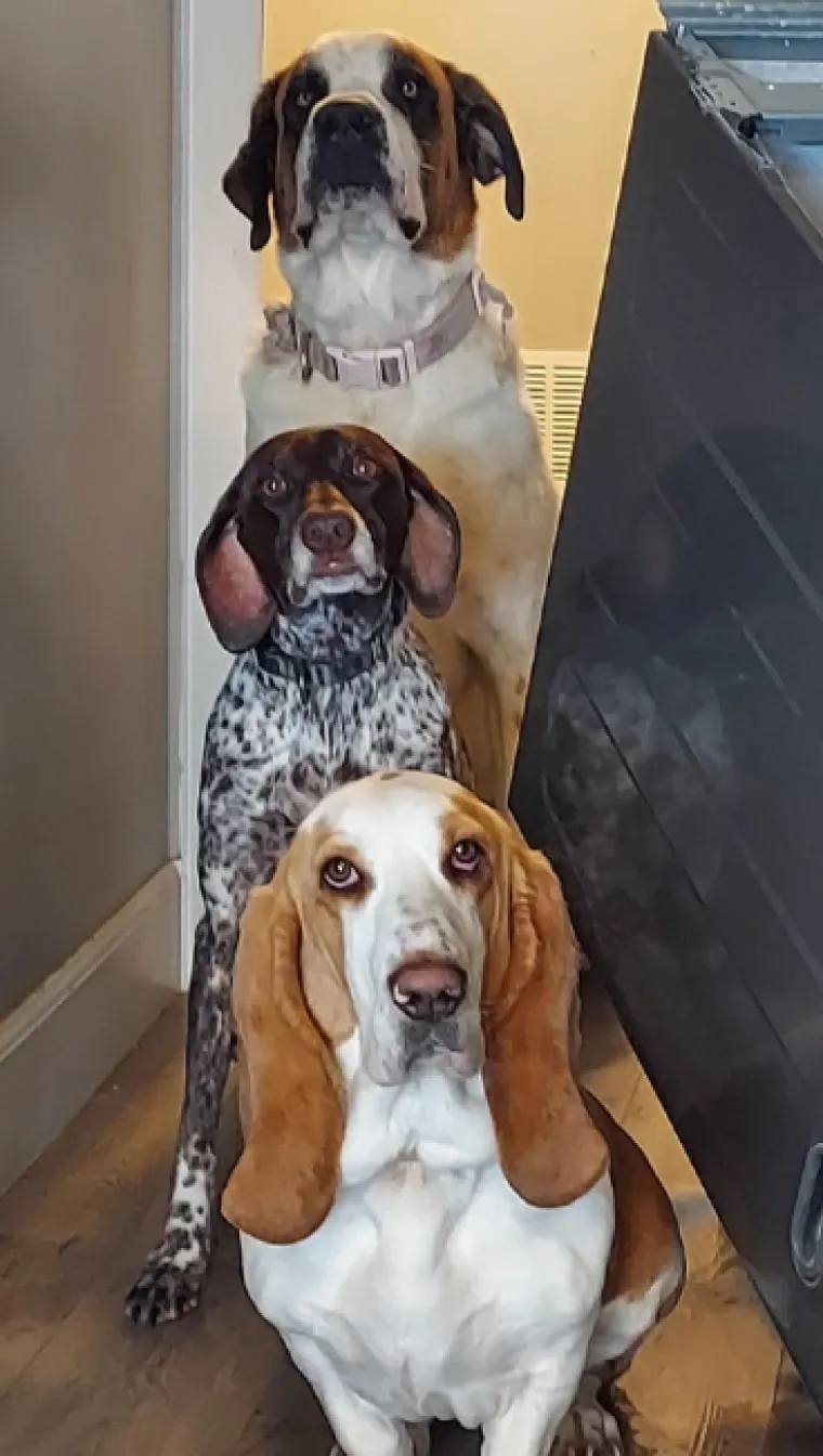 Ostavili pse na pet minuta, a oni uni&scaron;tili sve pred sobom: Njihove 'nevine' face su čisti urnebes