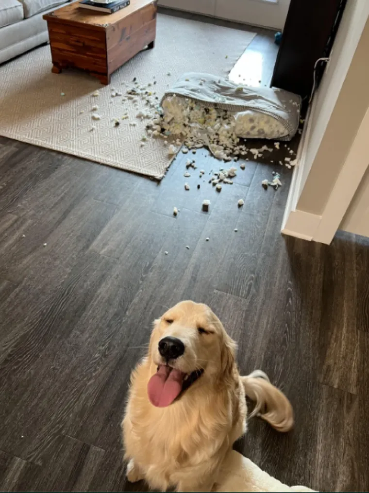 Ostavili pse na pet minuta, a oni uni&scaron;tili sve pred sobom: Njihove 'nevine' face su čisti urnebes