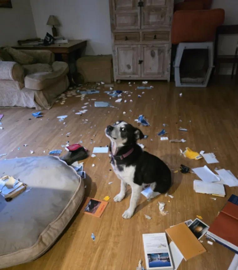 Ostavili pse na pet minuta, a oni uni&scaron;tili sve pred sobom: Njihove 'nevine' face su čisti urnebes