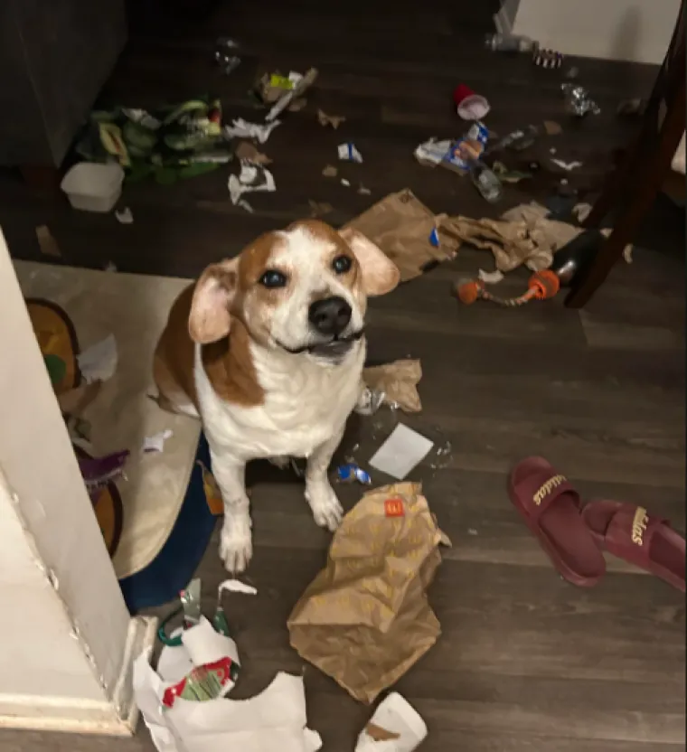 Ostavili pse na pet minuta, a oni uni&scaron;tili sve pred sobom: Njihove 'nevine' face su čisti urnebes