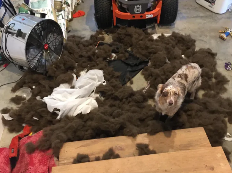 Ostavili pse na pet minuta, a oni uni&scaron;tili sve pred sobom: Njihove 'nevine' face su čisti urnebes