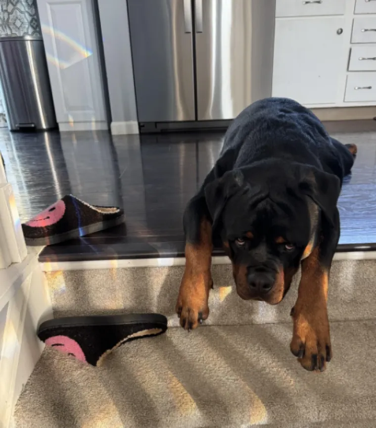 Ostavili pse na pet minuta, a oni uni&scaron;tili sve pred sobom: Njihove 'nevine' face su čisti urnebes