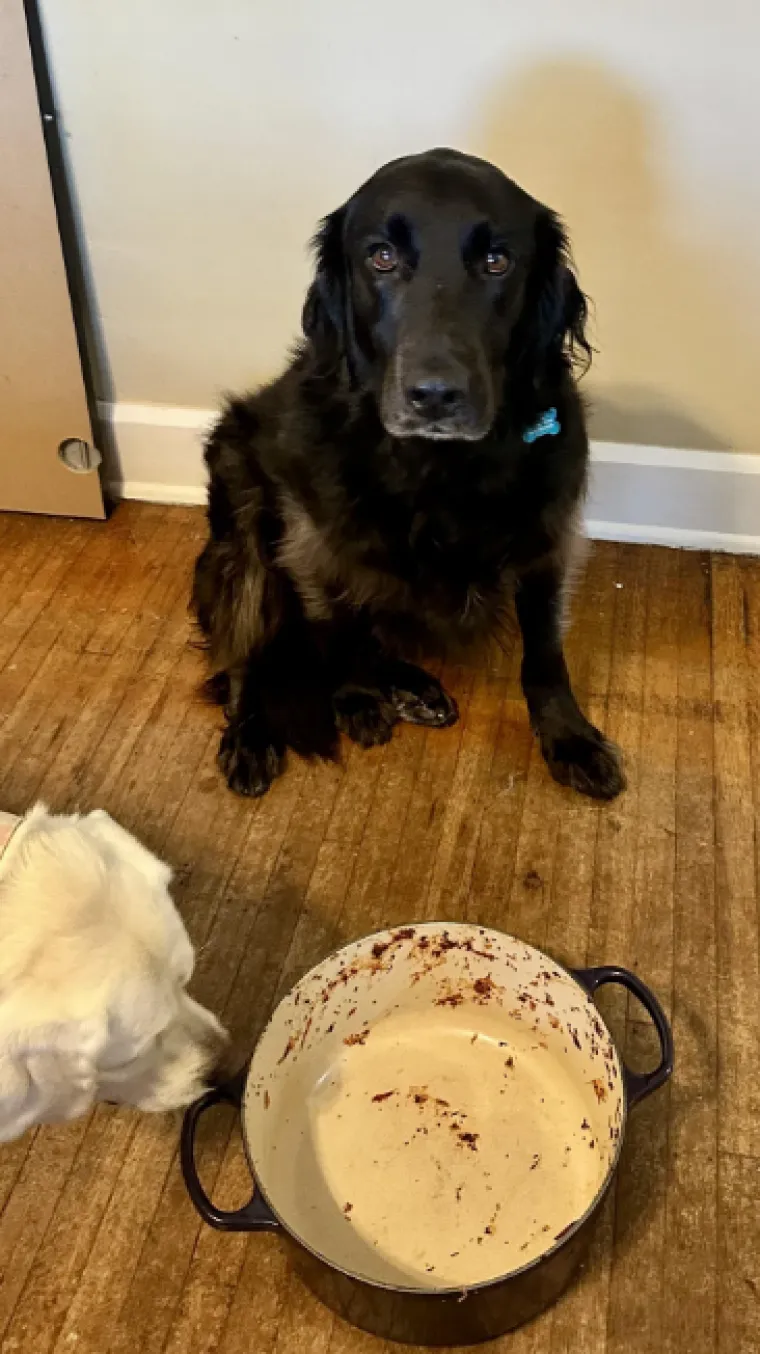 Ostavili pse na pet minuta, a oni uni&scaron;tili sve pred sobom: Njihove 'nevine' face su čisti urnebes