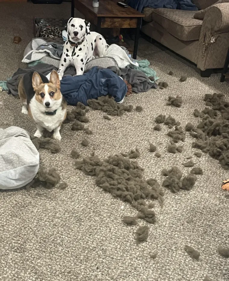 Ostavili pse na pet minuta, a oni uni&scaron;tili sve pred sobom: Njihove 'nevine' face su čisti urnebes