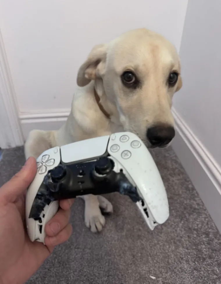 Ostavili pse na pet minuta, a oni uni&scaron;tili sve pred sobom: Njihove 'nevine' face su čisti urnebes