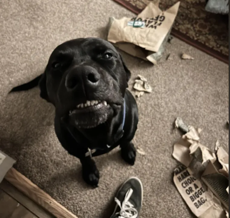 Ostavili pse na pet minuta, a oni uni&scaron;tili sve pred sobom: Njihove 'nevine' face su čisti urnebes