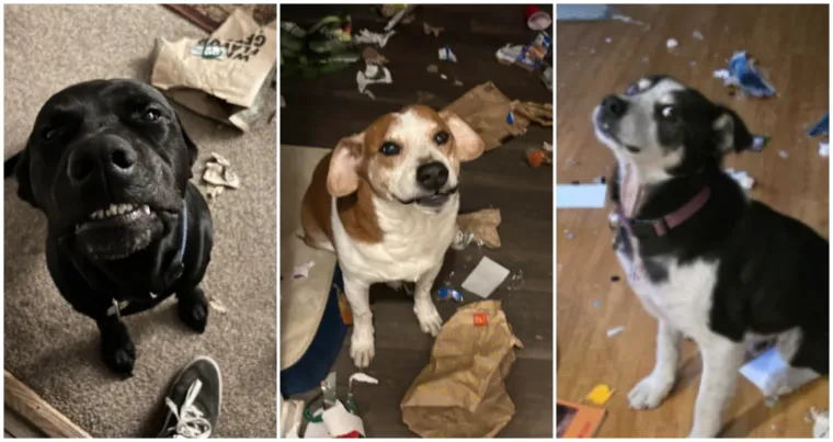 Ostavili pse na pet minuta, a oni uni&scaron;tili sve pred sobom: Njihove 'nevine' face su čisti urnebes