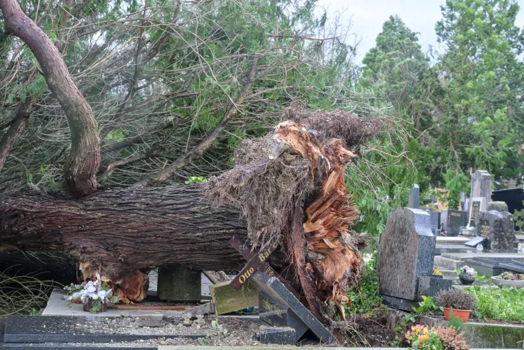 Uni&scaron;teni grobovi na Mirogoju, oluja sru&scaron;ila 200 stabala: 'Molim vas da ne dolazite'