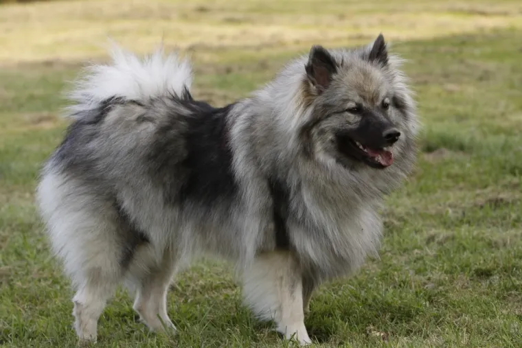 Koje su najbolji obiteljski psi? Pronađite idealnog i privrženog među ovih 60 pasmina