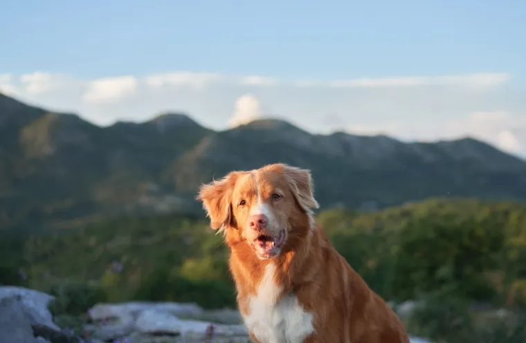 Koje su najbolji obiteljski psi? Pronađite idealnog i privrženog među ovih 60 pasmina