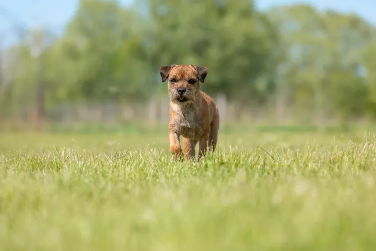 Koje su najbolji obiteljski psi? Pronađite idealnog i privrženog među ovih 60 pasmina