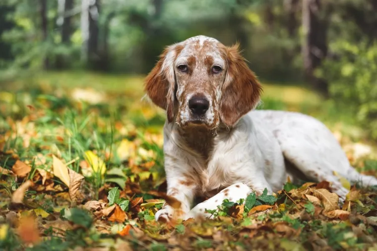 Koje su najbolji obiteljski psi? Pronađite idealnog i privrženog među ovih 60 pasmina