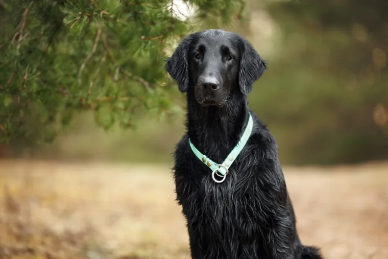 Koje su najbolji obiteljski psi? Pronađite idealnog i privrženog među ovih 60 pasmina