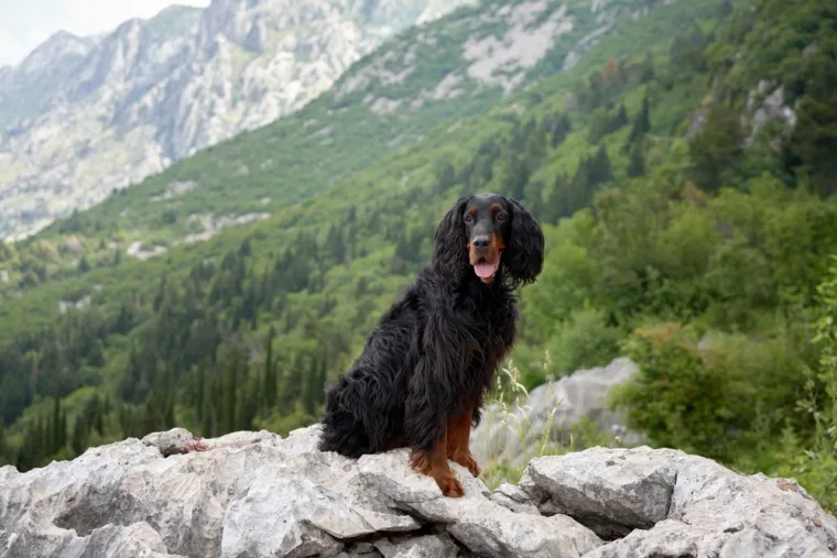 Koje su najbolji obiteljski psi? Pronađite idealnog i privrženog među ovih 60 pasmina