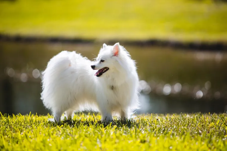 Koje su najbolji obiteljski psi? Pronađite idealnog i privrženog među ovih 60 pasmina