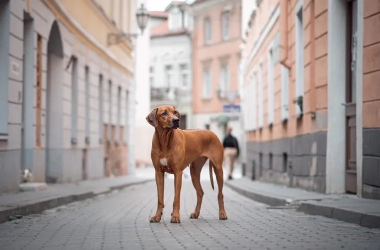 Koje su najbolji obiteljski psi? Pronađite idealnog i privrženog među ovih 60 pasmina
