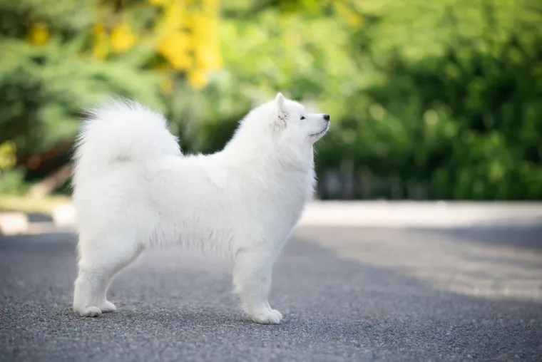 Koje su najbolji obiteljski psi? Pronađite idealnog i privrženog među ovih 60 pasmina