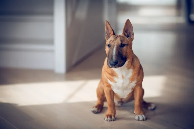 Koje su najbolji obiteljski psi? Pronađite idealnog i privrženog među ovih 60 pasmina