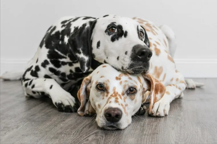 Koje su najbolji obiteljski psi? Pronađite idealnog i privrženog među ovih 60 pasmina