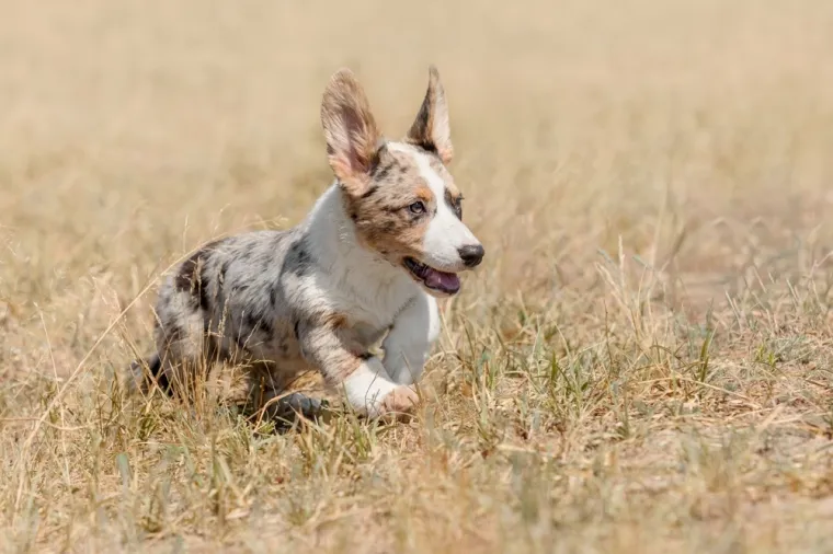 Koje su najbolji obiteljski psi? Pronađite idealnog i privrženog među ovih 60 pasmina