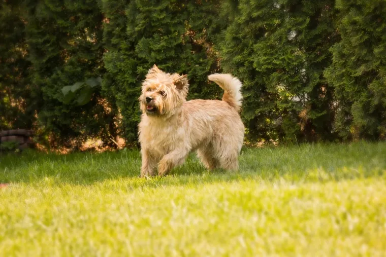 Koje su najbolji obiteljski psi? Pronađite idealnog i privrženog među ovih 60 pasmina