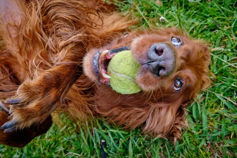 Koje su najbolji obiteljski psi? Pronađite idealnog i privrženog među ovih 60 pasmina