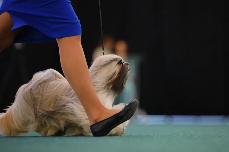 Koje su najbolji obiteljski psi? Pronađite idealnog i privrženog među ovih 60 pasmina