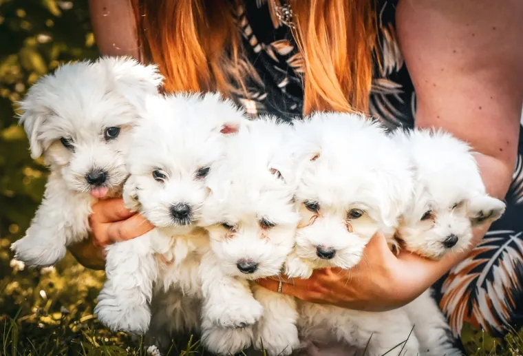 Koje su najbolji obiteljski psi? Pronađite idealnog i privrženog među ovih 60 pasmina