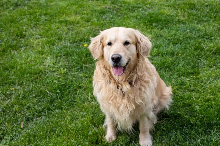 Koje su najbolji obiteljski psi? Pronađite idealnog i privrženog među ovih 60 pasmina