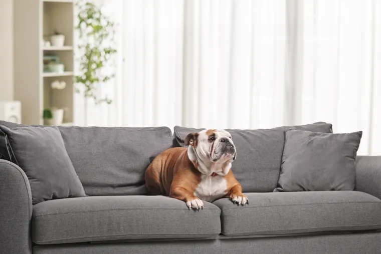 Koje su najbolji obiteljski psi? Pronađite idealnog i privrženog među ovih 60 pasmina