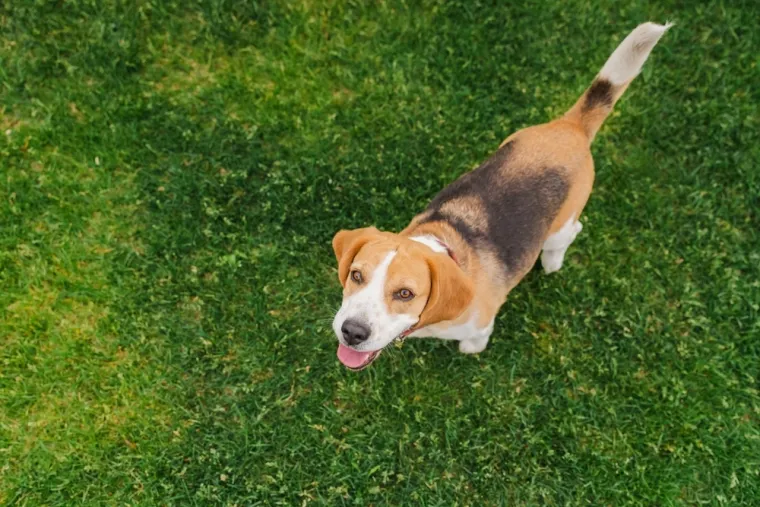 Koje su najbolji obiteljski psi? Pronađite idealnog i privrženog među ovih 60 pasmina