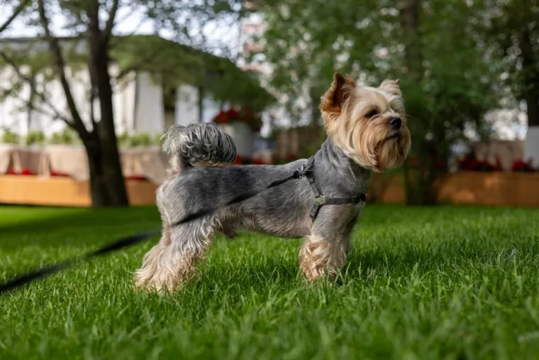 Koje su najbolji obiteljski psi? Pronađite idealnog i privrženog među ovih 60 pasmina