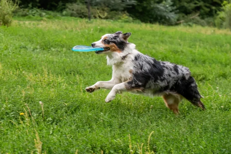Koje su najbolji obiteljski psi? Pronađite idealnog i privrženog među ovih 60 pasmina