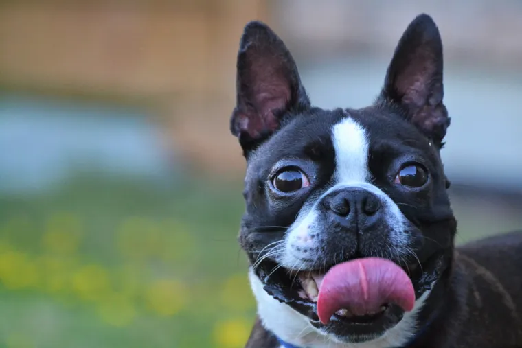 Koje su najbolji obiteljski psi? Pronađite idealnog i privrženog među ovih 60 pasmina