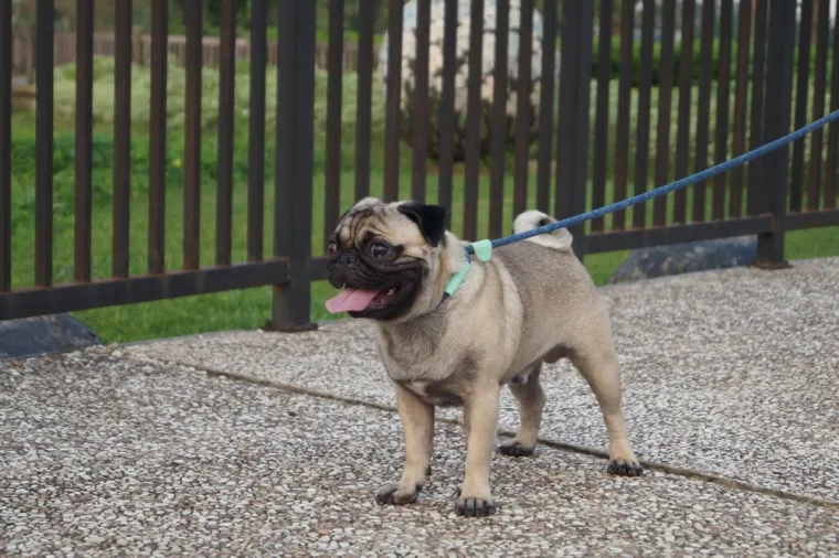 Koje su najbolji obiteljski psi? Pronađite idealnog i privrženog među ovih 60 pasmina