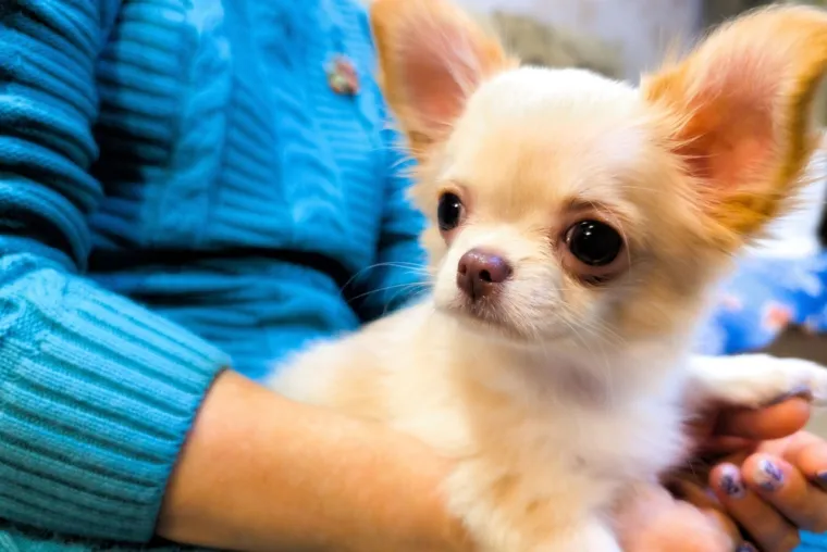 Koje su najbolji obiteljski psi? Pronađite idealnog i privrženog među ovih 60 pasmina