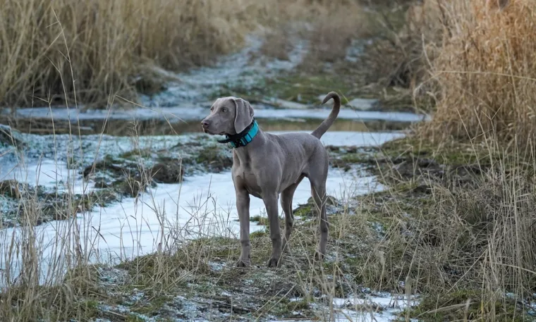 Koje su najbolji obiteljski psi? Pronađite idealnog i privrženog među ovih 60 pasmina