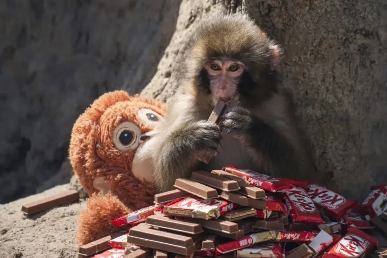 Jo&scaron; se ne zna tko je jamio 12 tona KitKata, zafrkanti napravili urnebesan popis osumnjičenih
