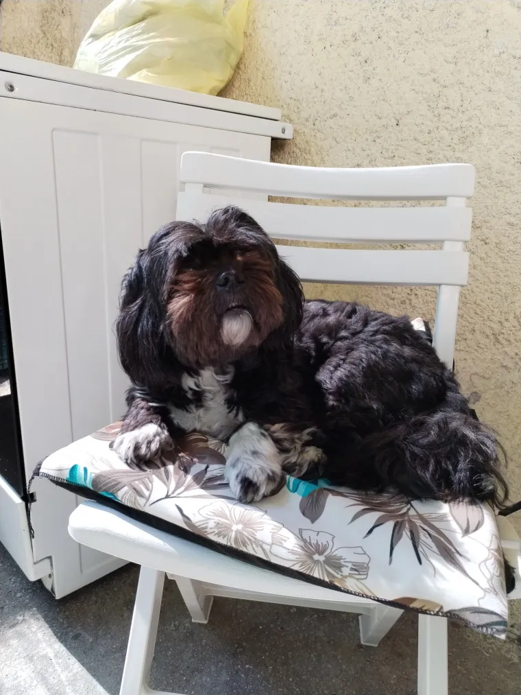 Ova &scaron;armantna pasmina je osvojila va&scaron;a srca: Izdvojili smo 40 koji su nas raznježili