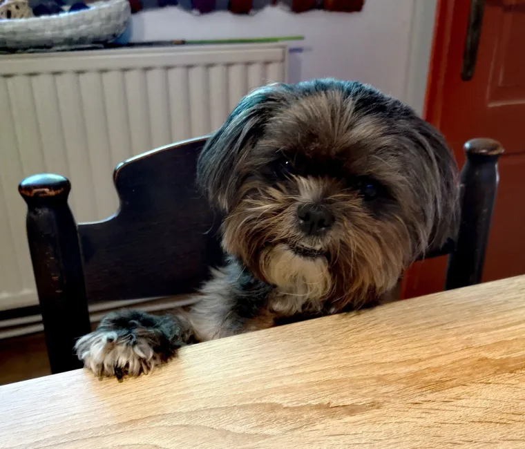 Ova &scaron;armantna pasmina je osvojila va&scaron;a srca: Izdvojili smo 40 koji su nas raznježili