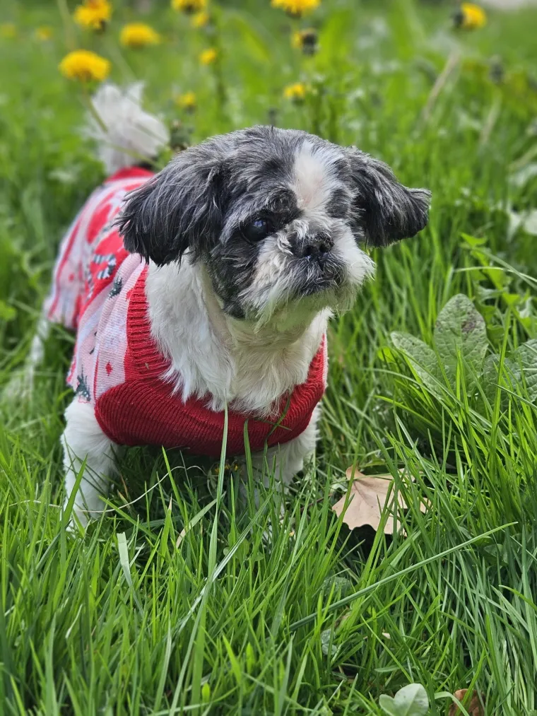 Ova &scaron;armantna pasmina je osvojila va&scaron;a srca: Izdvojili smo 40 koji su nas raznježili