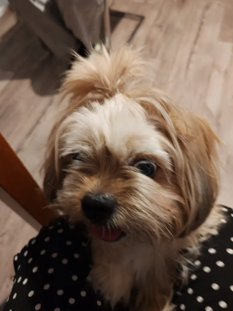 Ova &scaron;armantna pasmina je osvojila va&scaron;a srca: Izdvojili smo 40 koji su nas raznježili