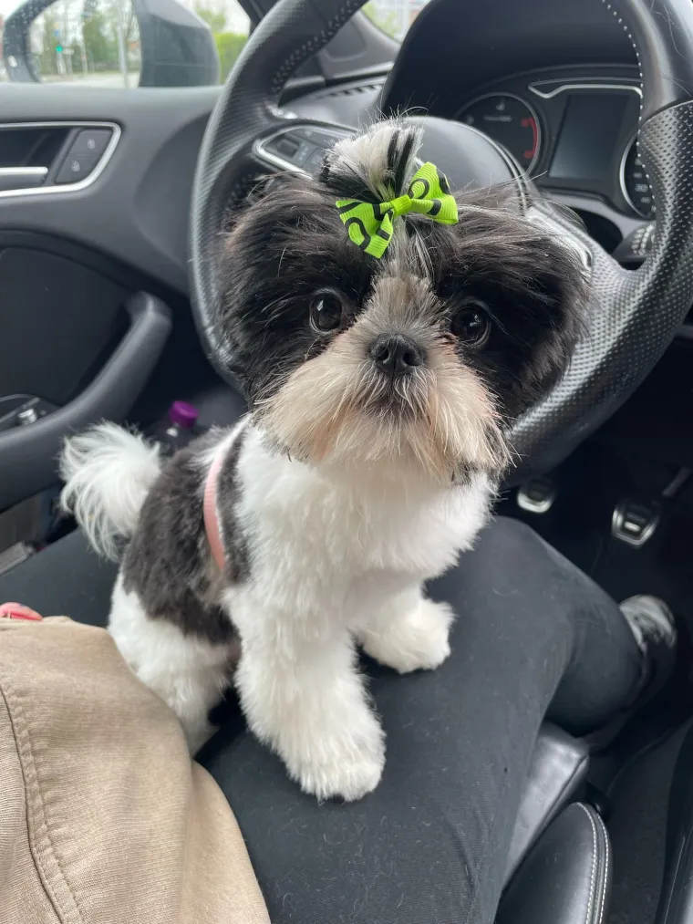 Ova &scaron;armantna pasmina je osvojila va&scaron;a srca: Izdvojili smo 40 koji su nas raznježili