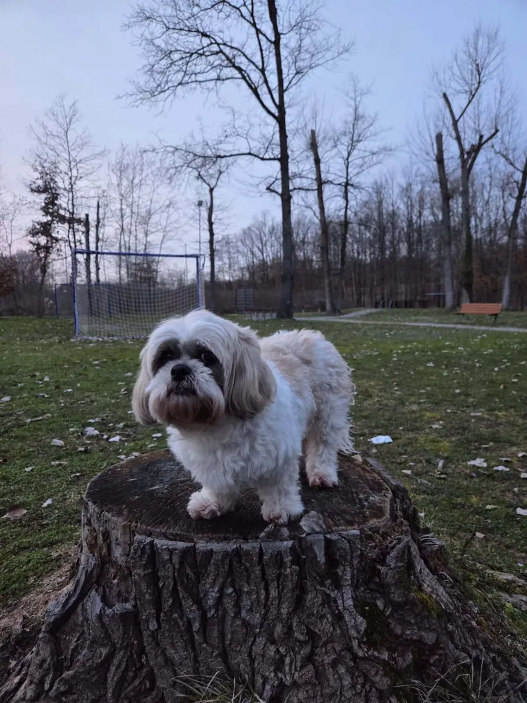 Ova &scaron;armantna pasmina je osvojila va&scaron;a srca: Izdvojili smo 40 koji su nas raznježili
