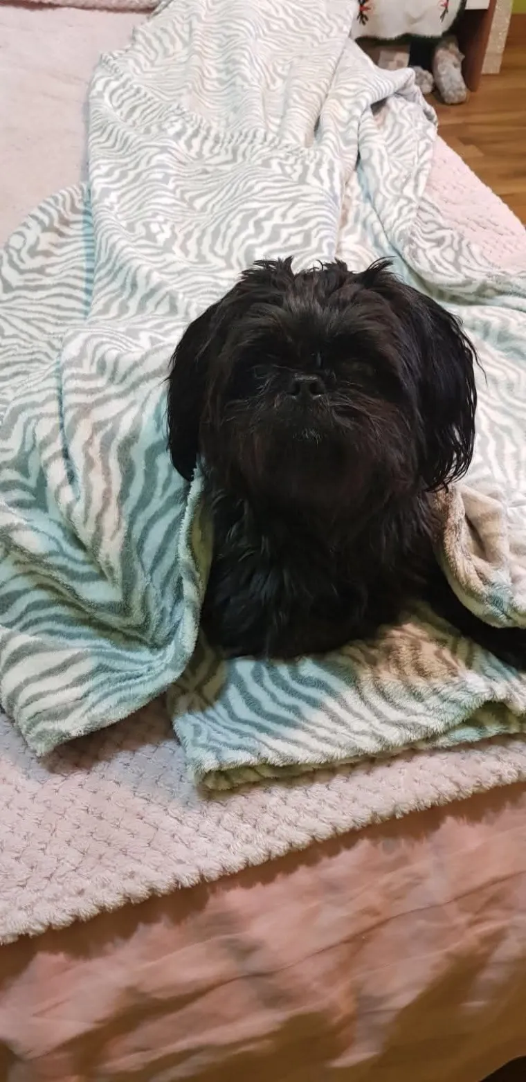 Ova &scaron;armantna pasmina je osvojila va&scaron;a srca: Izdvojili smo 40 koji su nas raznježili